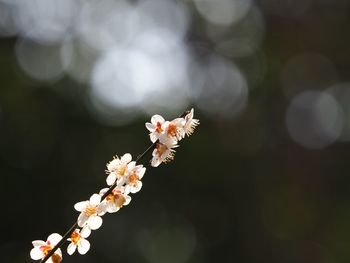 Close-up of bee on white flower tree