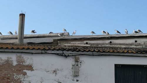Low angle view of birds perching on roof against clear sky