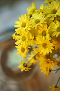 Close-up of yellow flowering plant