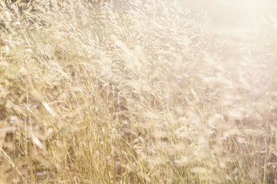 Close-up of stalks in field