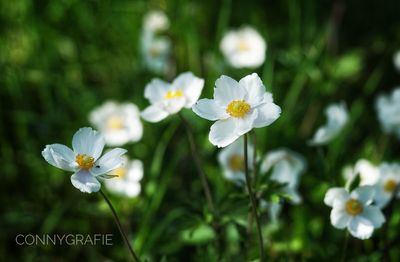 flowering plant