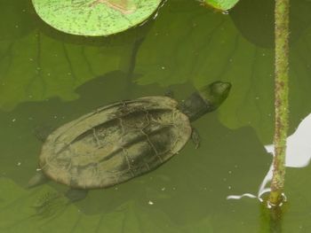 High angle view of turtle in water