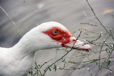 Close-up of duck