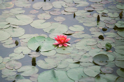 High angle view of red lotus blooming in pond