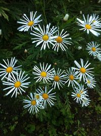 Close-up of white daisy flower