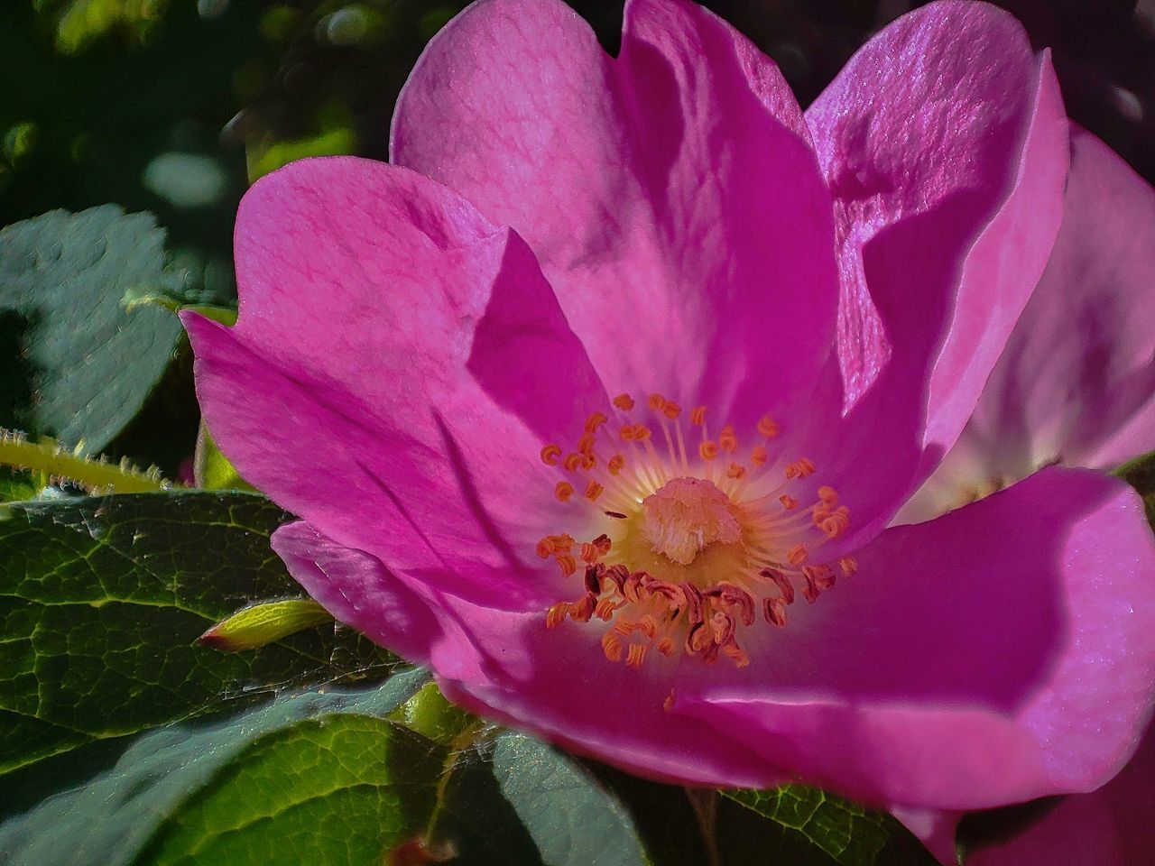 flower, flowering plant, plant, beauty in nature, freshness, petal, pink, close-up, flower head, fragility, inflorescence, growth, nature, pollen, leaf, plant part, rose, no people, stamen, blossom, magenta, outdoors, botany, springtime, macro photography, camellia sasanqua, day, purple