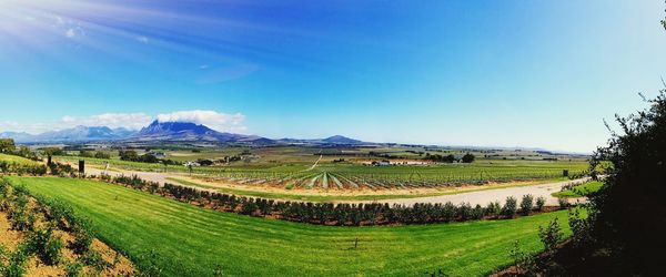 Scenic view of vineyard against clear blue sky