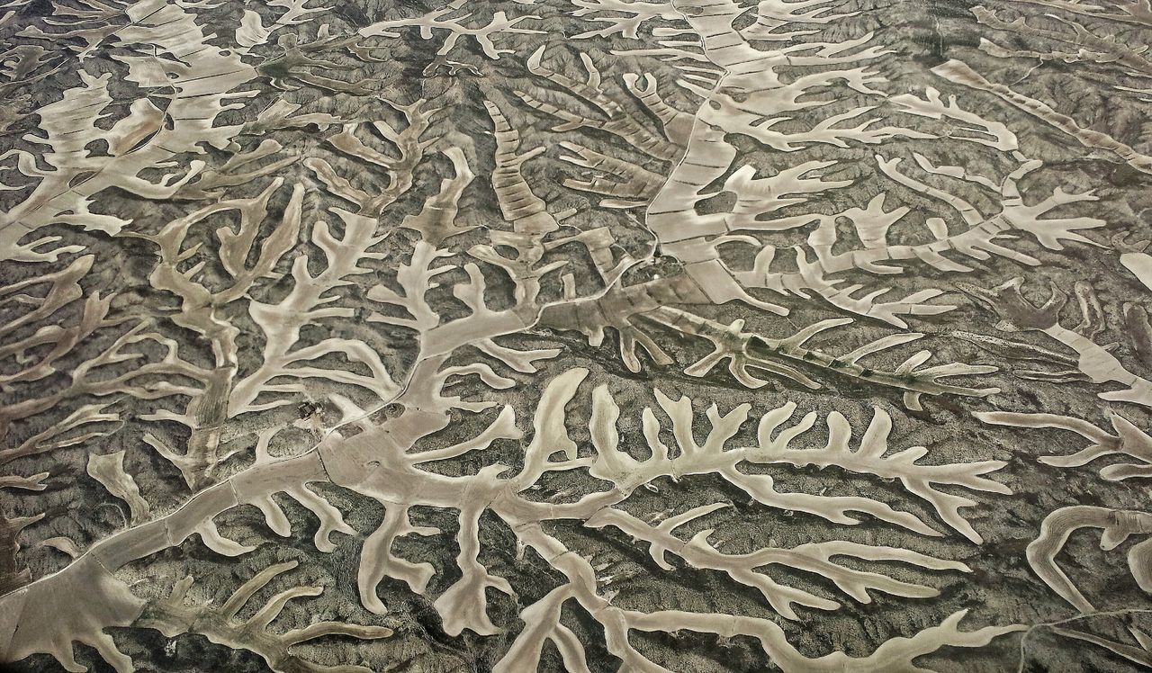 full frame, high angle view, backgrounds, pattern, textured, nature, day, outdoors, no people, leaf, tranquility, close-up, natural pattern, design, field, dry, sunlight, beauty in nature, growth, abundance