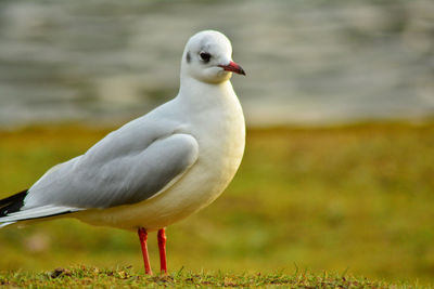 bird