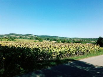 Scenic view of field against clear blue sky