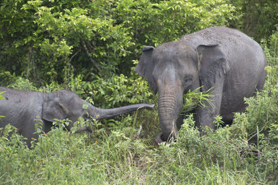 Elephant amidst trees