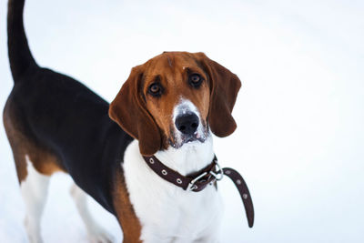 Close-up portrait of beagle on field