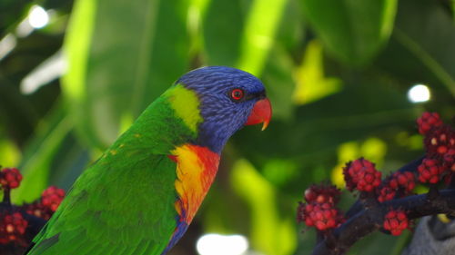 Close-up of parrot perching on plant