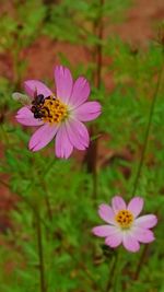 Close-up of honey bee on cosmos flower
