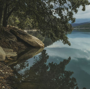 Trees by lake in forest against sky