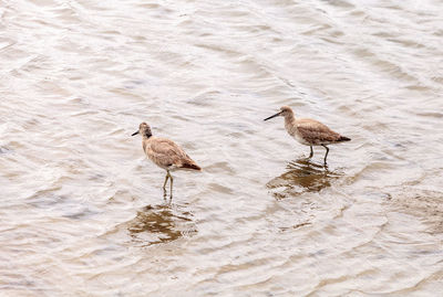 Marbled godwit shorebird, limosa fedoa, hunts for food at the bolsa chica wetlands in huntington bea