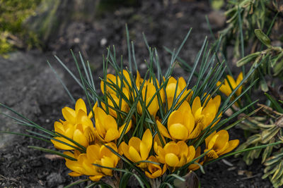 Close-up of yellow crocus flowers on field