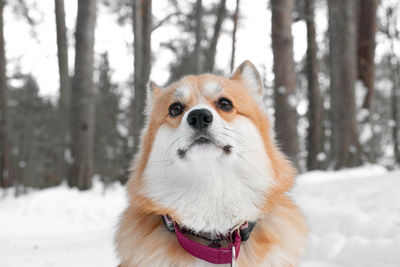 Dog running on snow covered field