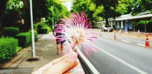 Person holding pink flower on road