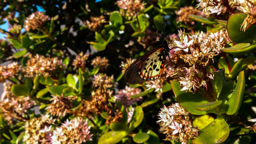 Close-up of butterfly on flower