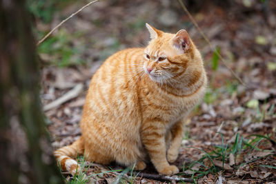 Close-up of cat