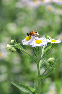 Close-up of bee on flower