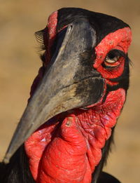 Southern ground hornbill close-up