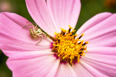 Close-up of insect pollinating flower