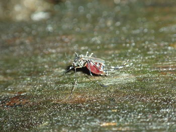 Close-up of fly