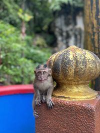 Small monkey looking at camera