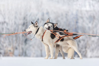 Dog on snow covered landscape during winter