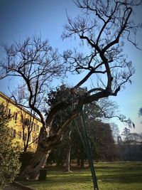 Bare tree on field against sky