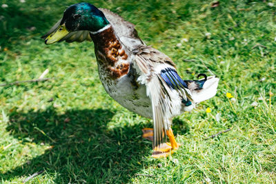 Close-up of a bird on grass