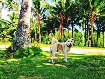 Dog on tree trunk