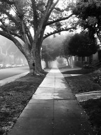 Empty road along trees in park