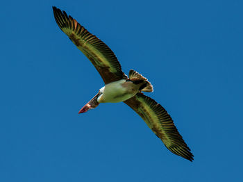 Low angle view of bird flying against clear blue sky