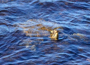 Giant tortoise swimming in the blue ocean on the big island if hawaii with head looking up