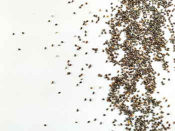 High angle view of birds over white background