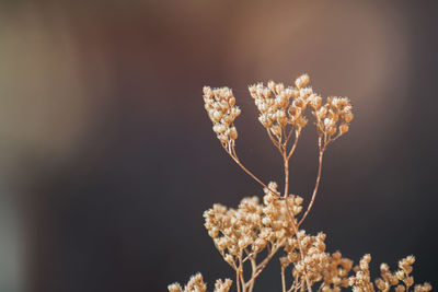 Close-up of wilted flower