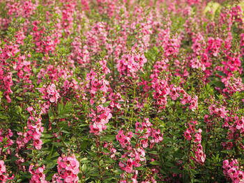 Pink flowering plants on field