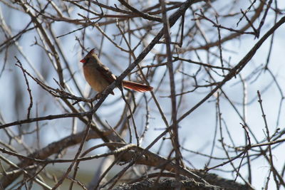 Low angle view of bird perching on branch