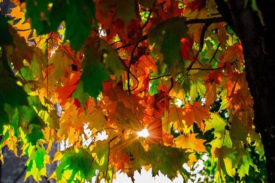 Close-up of maple tree during autumn