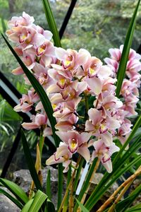 Close-up of pink flowers