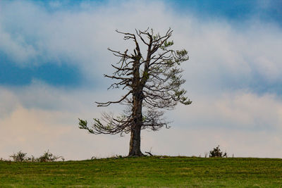 Bare tree on field against sky