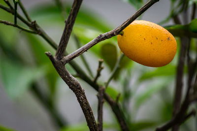 Close-up of orange fruit on tree