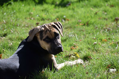 Close-up of dog on field