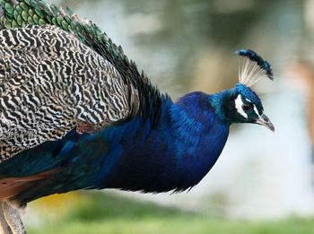 Close-up of a peacock