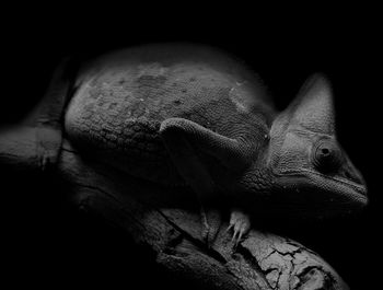 Close-up of lizard