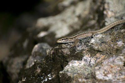 Close-up of lizard on rock