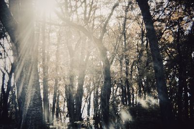 Sun shining through trees